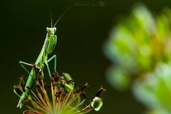 Florentinoeugenio en Hamelin: Fauna  (Rivas-Vaciamadrid), #mantis 