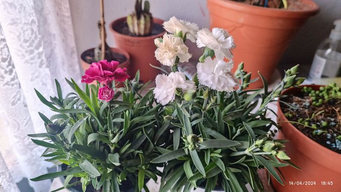 @nicorhbg en Hamelin: Flora  (Daimiel), Dianthus caryophyllus
