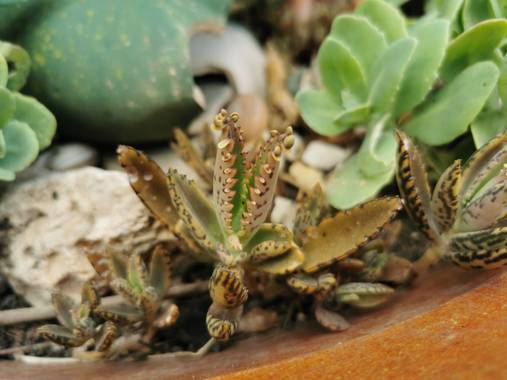 Instantes efímeros en Hamelin: Flora, Kalanchoe daigremontiana, #suculentas 