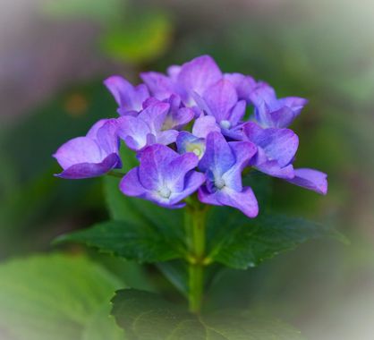 rqsalcedo en Hamelin: Flora  (Madrid), #flora 