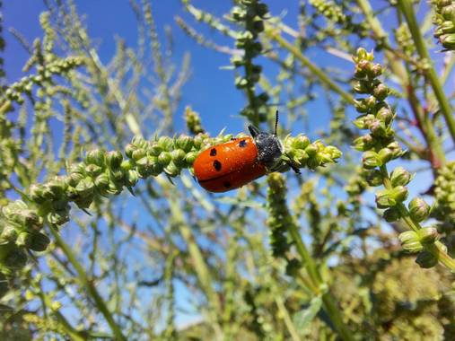 Apasnau75 en Hamelin: Fauna  (Málaga), La mariquita de toda la vida ❤🐞
