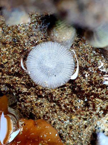 Melchique en Hamelin: Observación  (Granadilla de Abona), Algun especie en el océano atlántico,  Tenerife 
#Tenerife #océano #elmedano @melchique 