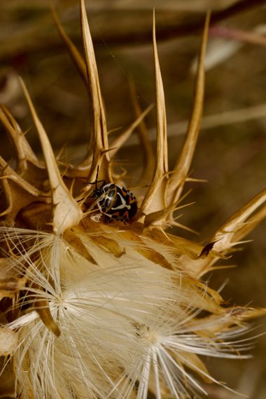 Juanatlantida82 en Hamelin: Fauna, Insectos