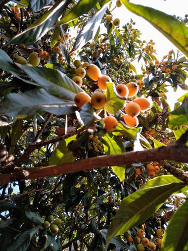 gricastillo06 en Hamelin: Flora  (Rosario), Mespilus germanica, comúnmente llamado níspero, níspero europeo​ o nisperero europeo