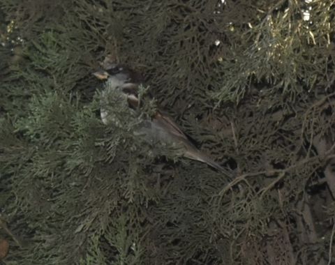 Solerantonio2 en Hamelin: Fauna  (Almería), Passer domesticus (Linnaeus, 1758), Gorrion comun