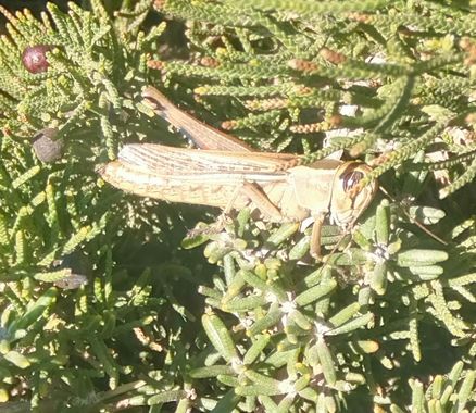 Solerantonio2 en Hamelin: Fauna  (Almeria), Insecto