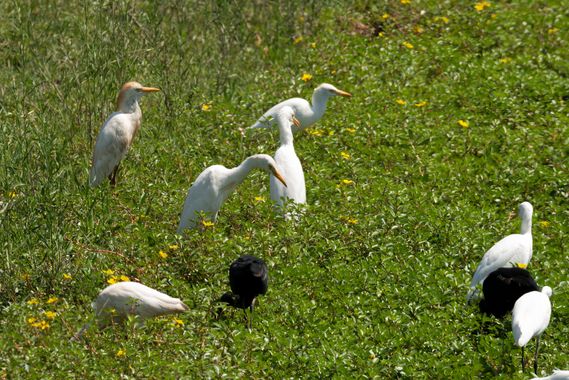 Romareyesg en Hamelin: Fauna  (El Prat de Llobregat), Bubulcus ibis (Linnaeus, 1758), Espai Natural#Baix Llobrega