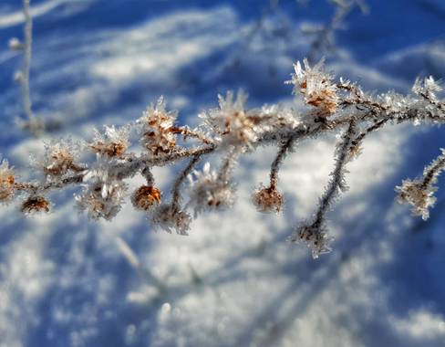 Manelsersol en Hamelin: Paisaje  (Olot), #Invierno20 #Inviermo2020 #Nevadas #hielo #flores #flora #Paisajes 
Fuertes Heladas en Olot.La Garrotxa..
