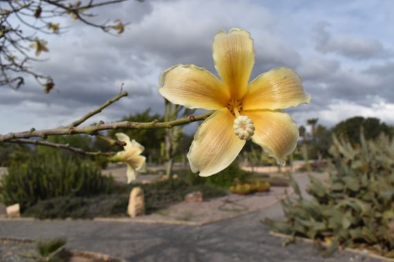 Solerantonio2 en Hamelin: Flora  (Camino del Sauce), Planta