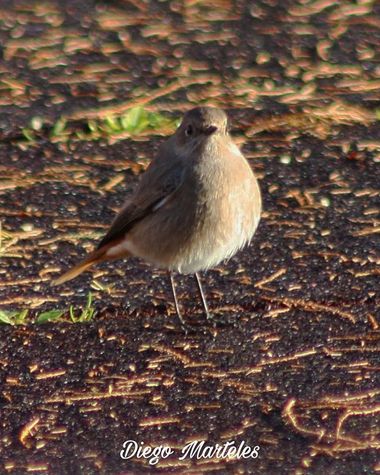 Diego en Hamelin: Fauna  (Zaragoza), #colirrojotizon #phoenicurusochruros #aves #ebro #zaragoza #canon 