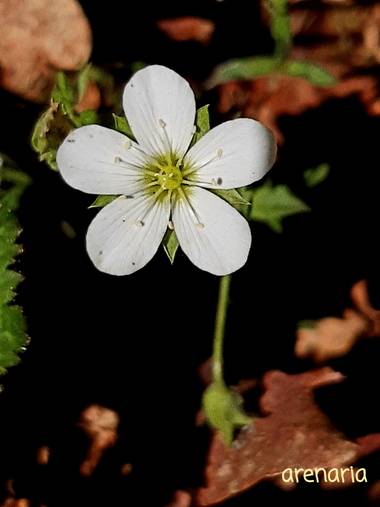 Mpinfante en Hamelin: Flora, Arenaria montana, .