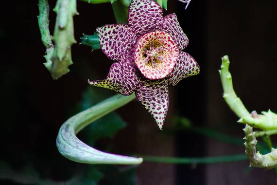 Claudiaverenicesv en Hamelin: Flora  (Meanguera), #flora21 