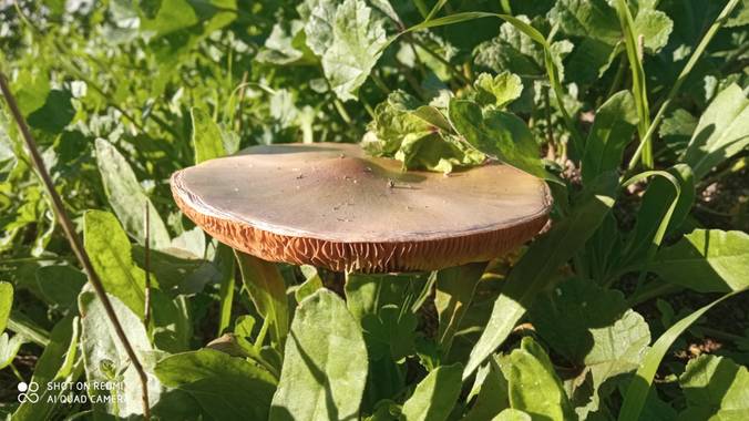 GreenPhoto en Hamelin: Observación  (Valencia de Alcántara), #Otoño20