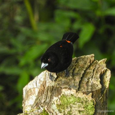 sgo.galeano en Hamelin: Fauna  (Sabaneta), Tangara terciopelo o escarlata (Ramphocelus passerinii)., Tangara terciopelo o escarlata (Ramphocelus passerinii...