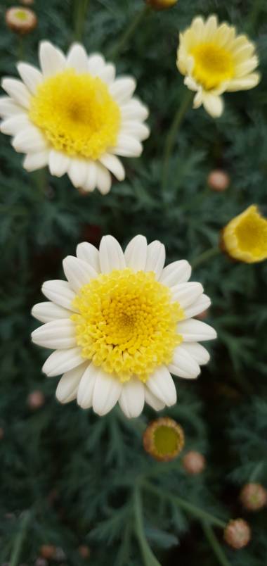 Nuriacifort en Hamelin: Flora, #florals 