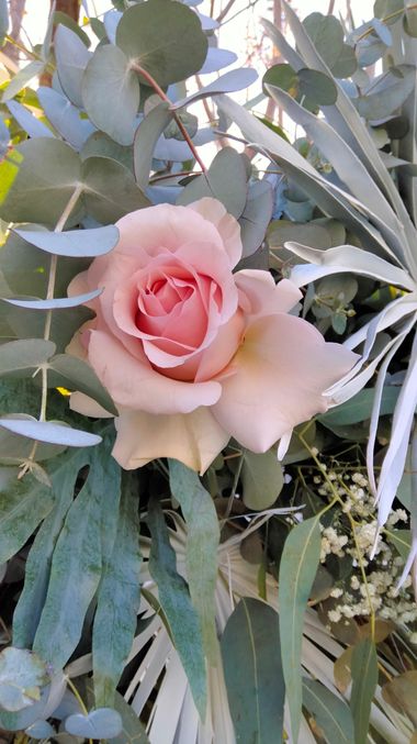 Solerantonio2 en Hamelin: Flora  (Totana), Rosas de jardin