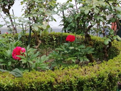 Susandresro en Hamelin: Flora  (Lugo), Paeonia officinalis, Peonia roja