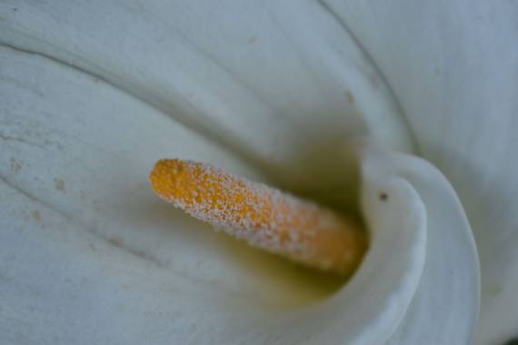 Anna_beit9 en Hamelin: Flora, La flor en sí  es bonita, el detalle es precioso