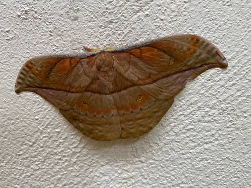 marigoz480 en Hamelin: Fauna  (Tame), #hermosa 