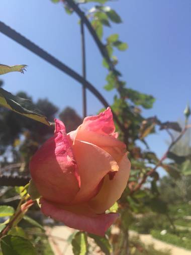 Marisol en Hamelin: Flora, Rosa chinensis, #rosa 