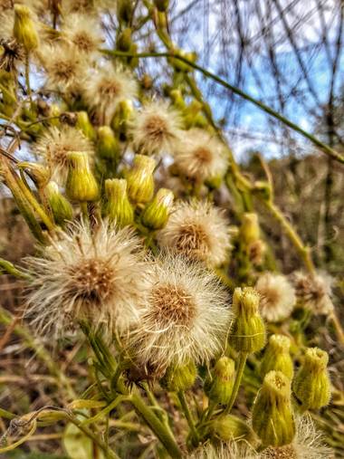 Cromatica.urbana en Hamelin: Flora  (Sitges), #floranativa  #floramediterranea  #flora #florayfauna #parquesypaisajes #sitges 