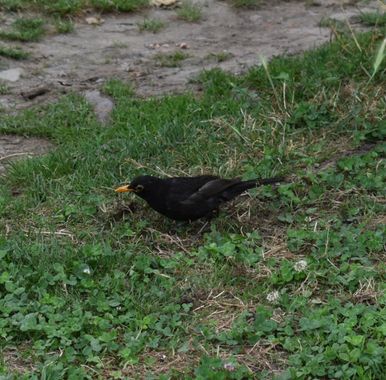 Solerantonio2 en Hamelin: Fauna  (Cangas de Onís), Turdus merula Linnaeus, 1758, Mirlo comun