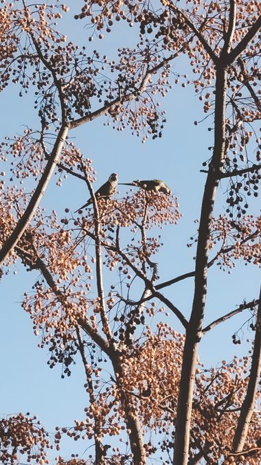 Solerantonio2 en Hamelin: Fauna  (Almería), Cotorras argentinas