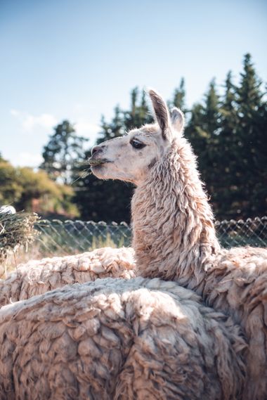 Brenda.a.trossero en Hamelin: Fauna  (Calamuchita), #llama #cordoba #argentina 