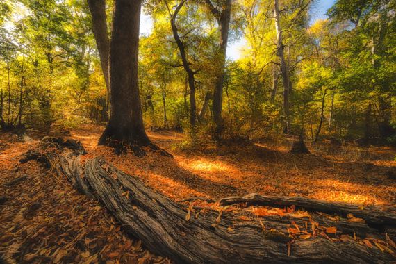 Juliaavilesm en Hamelin: Paisaje  (San Fernando), Bosque Otoñal 
#otoño #bosque #magic_forest #naturaleza #naturelovers #nature #naturephotography 