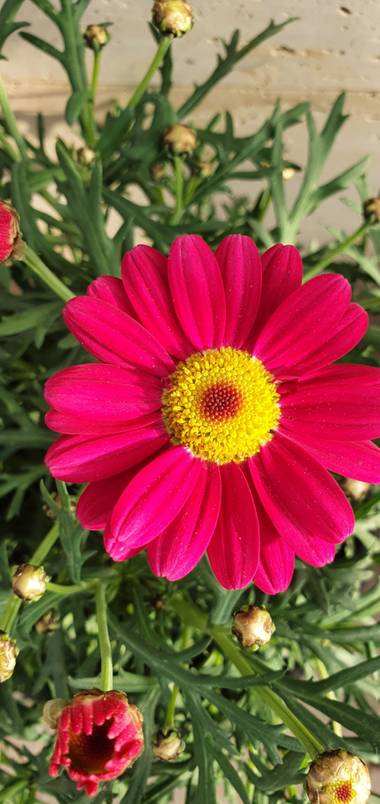 Nuriacifort en Hamelin: Flora  (Reus), Tanacetum coccineum, #floral 