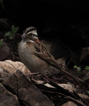 Pikeriel en Hamelin: Fauna, Zonotrichia capensis (P.L.Statius Müller, 1776), #ave #nature #pájaro 