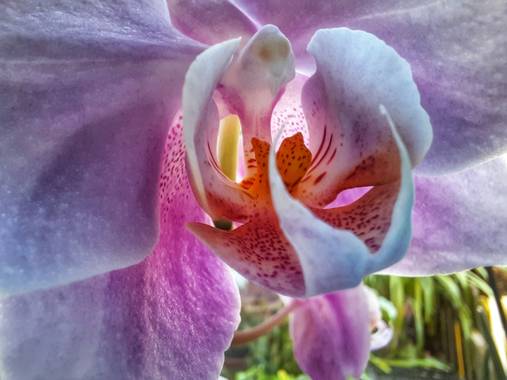 Naomi en Hamelin: Flora  (Barcelona), 🌸