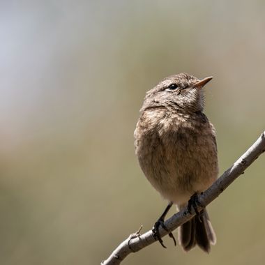 Aitor_gil en Hamelin: Fauna  (Puerto del Rosario), Saxicola dacotiae (Meade-Waldo, 1889), Juvenil de Tarabilla Canaria. Ponen de 2 a 5 huevos de un tono en...