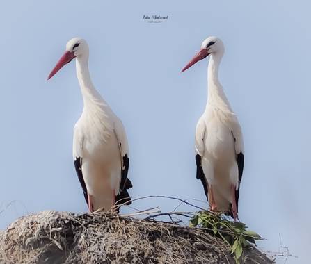 Lidia en Hamelin: Fauna  (Zaragoza), Ciconia ciconia (Linnaeus, 1758), #cigueña
#ave
#aves21
#hamelin 