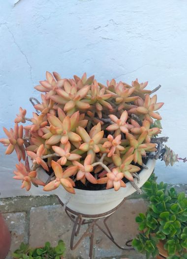 Solerantonio2 en Hamelin: Flora  (Sorbas), Sedum adolphi, Planta
