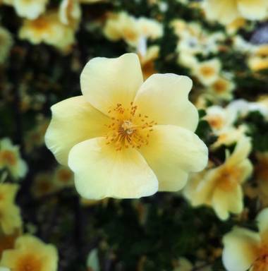 Naomi en Hamelin: Flora  (Barcelona), Rosa xanthina, #rosas 💛