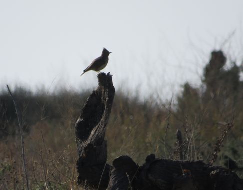 Solerantonio2 en Hamelin: Fauna  (Níjar), Cogujada comun