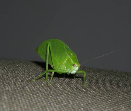 KDias en Hamelin: Fauna, #macrofoto20dehamelin 