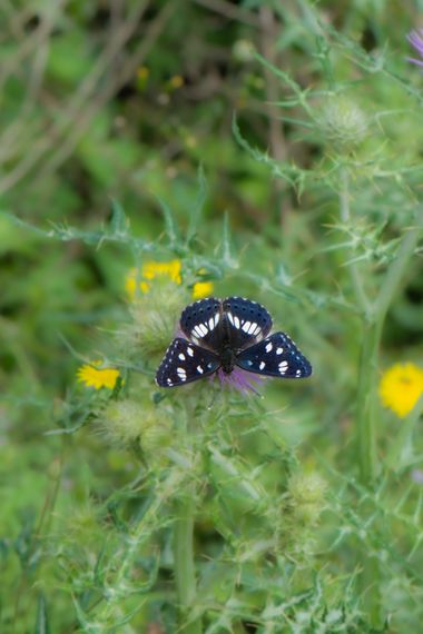 Peremateo en Hamelin: Fauna  (Montcada i Reixac), #insectos