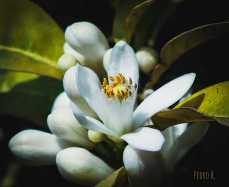 PEROMA_PHOTO en Hamelin: Flora  (Vélez-Málaga), .