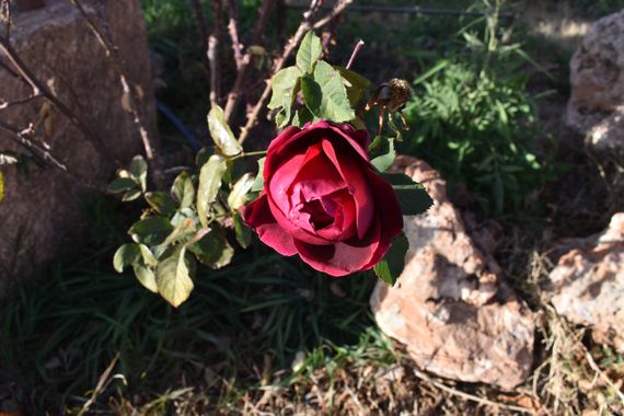 Solerantonio2 en Hamelin: Flora  (Almería), Rosa chinensis, Rosas de jardin