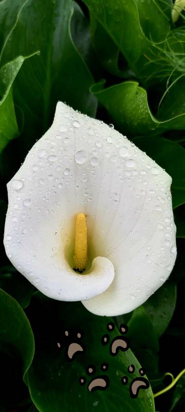 paoflor.fotos en Hamelin: Flora, Zantedeschia aethiopica