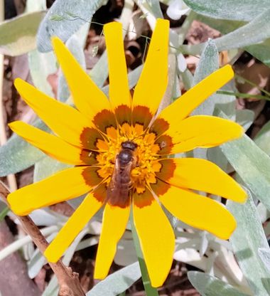 Solerantonio2 en Hamelin: Fauna  (Almeria), Abeja minera insecto