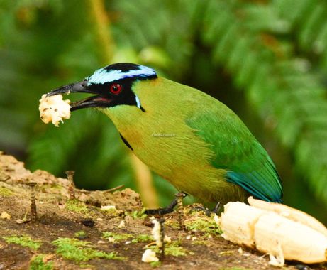 cpcastro en Hamelin: Fauna  (Santa Bárbara), #aves #avifaunacolombiana #avesdecolombia #avesdeantioquia #birds #birdsofcolombia #birdsofinstagram #birdwatc...