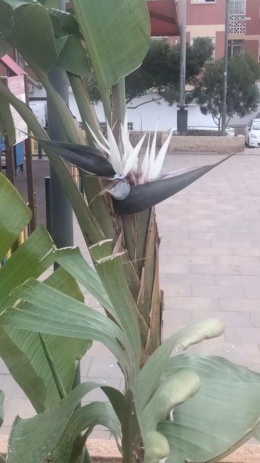 Solerantonio2 en Hamelin: Flora  (Avenida del Mediterráneo), Strelitzia nicolai, Planta