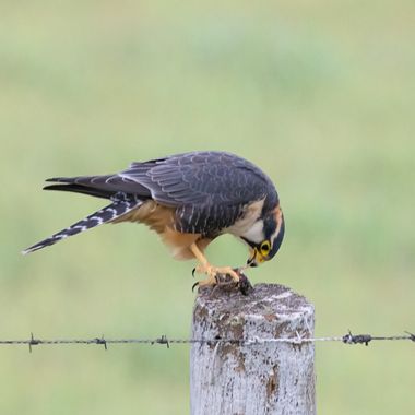 Jorge Bilbao  en Hamelin: Fauna  (Mar del Plata), Falco femoralis Temminck, 1822, #aves #avesargentinas #proyectoavesmdq #avesdelmundo #avesdeargentina 