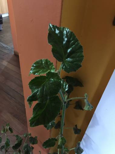 Mauricastro en Hamelin: Flora  (Concepción)