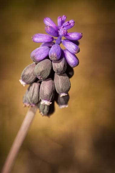 Miguelangarciagarci en Hamelin: Flora  (Carcabuey), Muscari neglectum, .