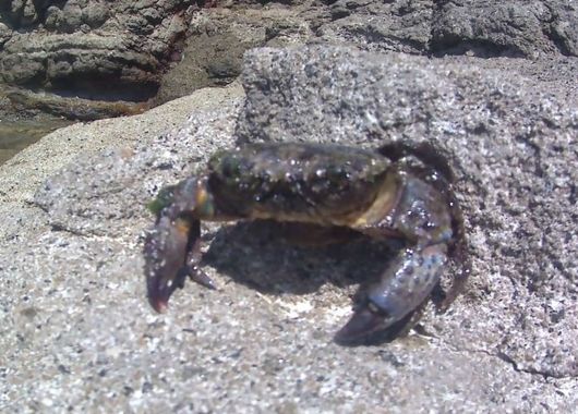 Solerantonio2 en Hamelin: Fauna  (Cabo de Gata), Cangrejo