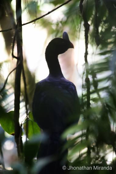 jhonathanmiranda1 en Hamelin: Fauna  (Andrés Eloy Blanco), Pauji Copete de Piedra en lo oscuro de su habitat

#Aves21 #birdsofvenezuela #avesdevenezuela 